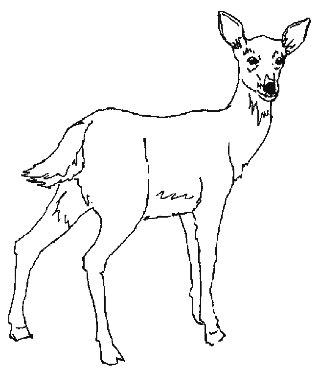 Sarna kolorowanki